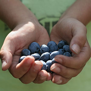 Back to our favourite blueberry picking spot, ...