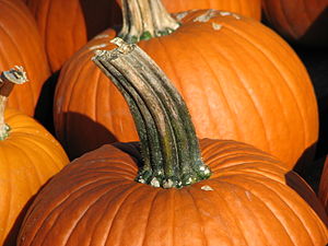 A shot of a pumpkin, focused on its stem.