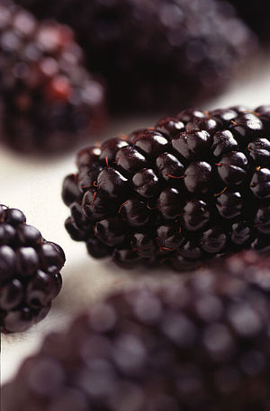 Black Butte is a new blackberry release by ARS...