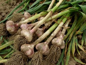 in season garlic