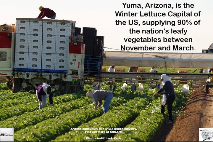 Yuma Arizona is the Winter Lettuce Capital of the World