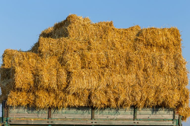 Straw Bales On A Trailer