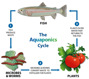 aquaponics graphic