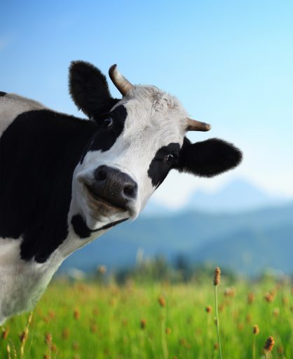 Head of funny cow looking to a camera with Alps and green meadow