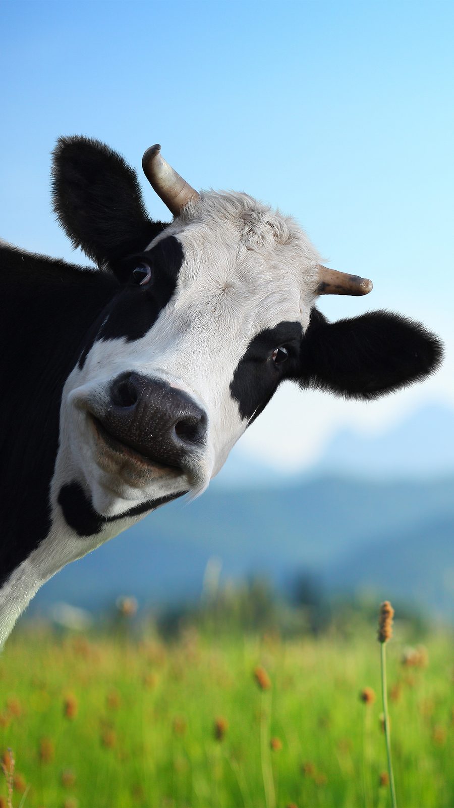 https://fillyourplate.org/blog/wp-content/uploads/2015/07/bigstock-Head-of-funny-cow-looking-to-a-48484160-900x1600.jpg