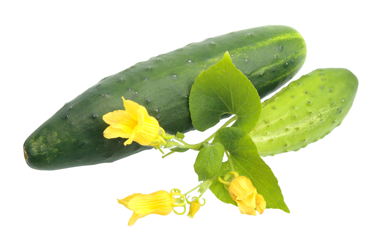 Two fresh cucumbers with leaf and yellow flowers. Close-up. Isolated on white background. Studio photography.