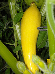 Summer Squash