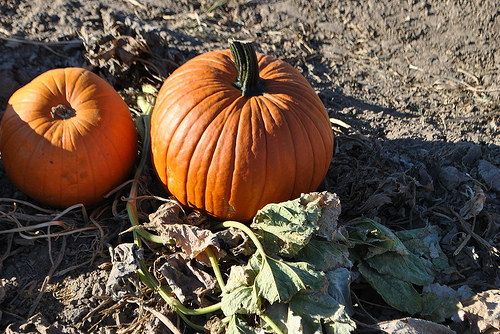 Pumpkins by personcomholic flickr Pumpkin Festival and Corn Maze