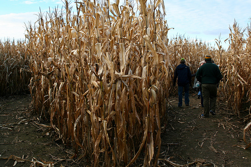 Amazing Maize: The Science, History and Culture of Corn Amazing Maize: The Science, History and Culture of Corn