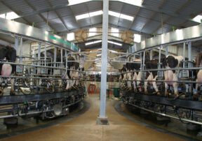 Dairy 101 – What is Pasteurization?