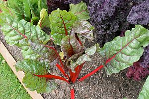 Swiss Chard. 