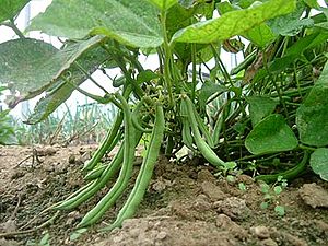 Green common beans on the plant. Green common beans on the plant.