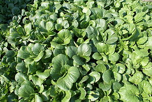 English: Bok Choy growing in a garden. English: Bok Choy growing in a garden.