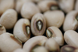 English: Close up of the black-eyed pea Catego... English: Close up of the black-eyed pea Catego...