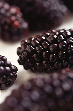 Black Butte is a new blackberry release by ARS... Black Butte is a new blackberry release by ARS...
