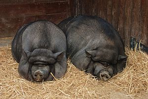 English: Two Pot-bellied pigs (Sus domesticus)... English: Two Pot-bellied pigs (Sus domesticus)...