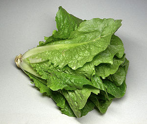 English: Romaine lettuce (Lactuca sativa var. ... English: Romaine lettuce (Lactuca sativa var. ...