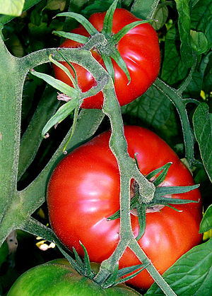 State fruit - Tomato State fruit - Tomato