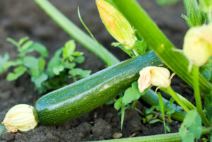 Zucchini