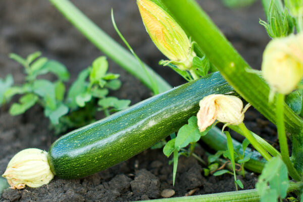 Zucchini – A Versatile and Nutritious Veggie!