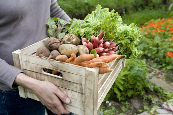 Adults Need Their Veggies Too!