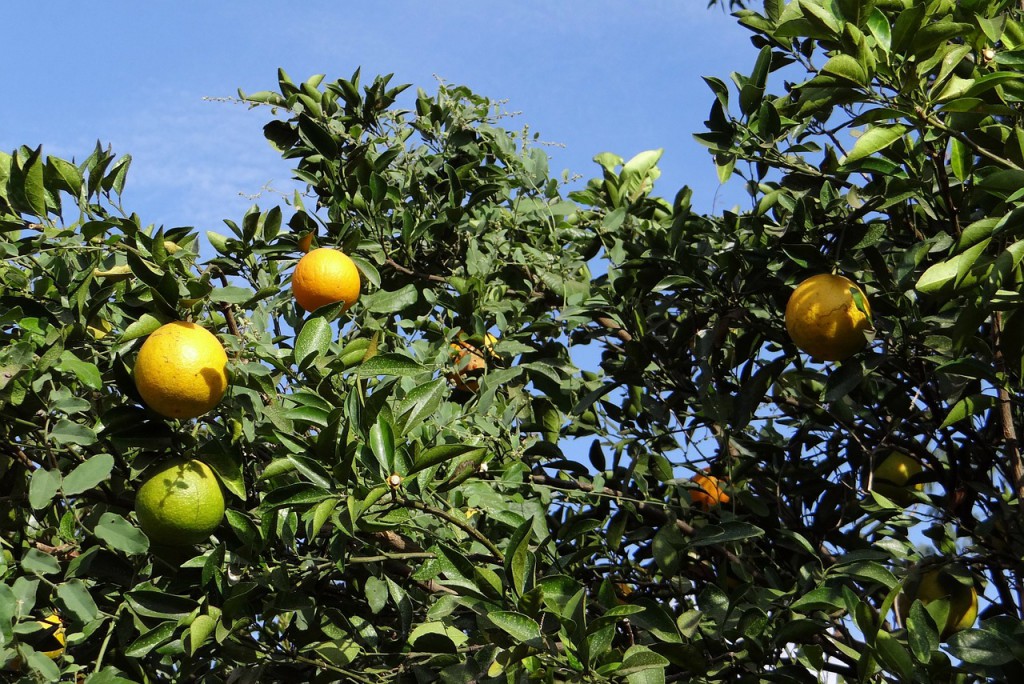 orange citrus tree