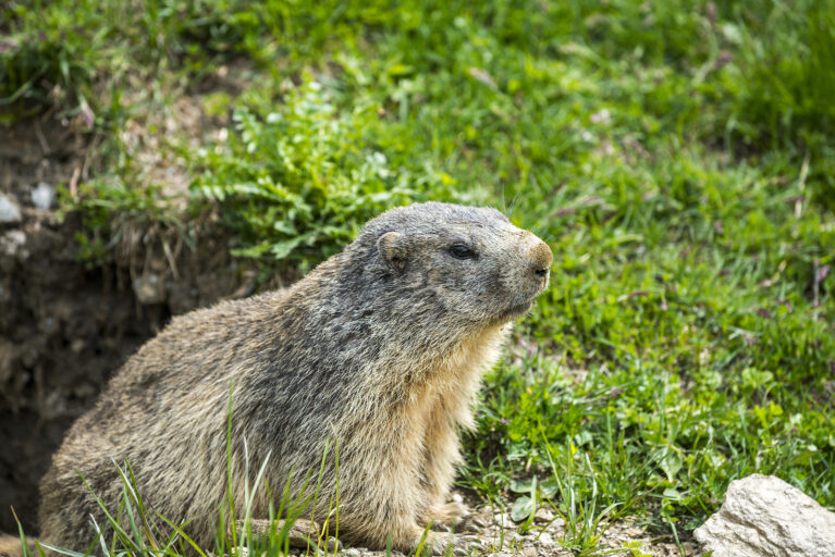 Groundhog Closeup