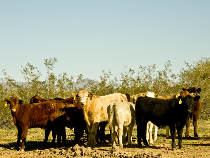 Beef Cattle, So Much More Than Just A Hamburger