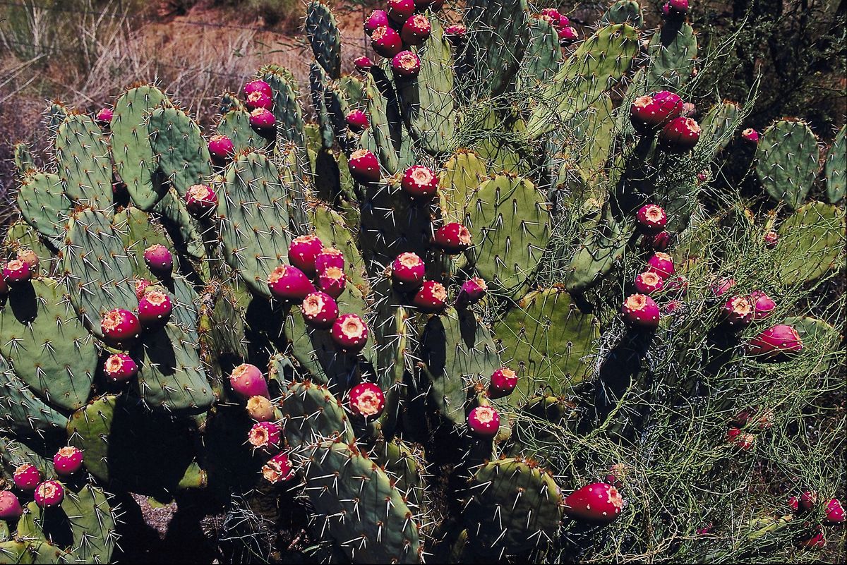 Opuntia