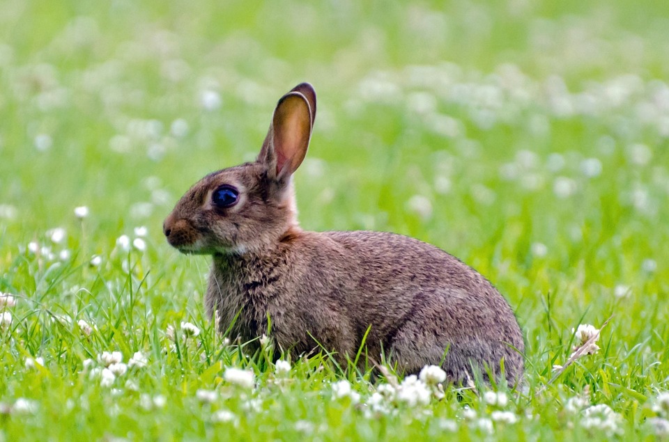rabbit-214540_960_720