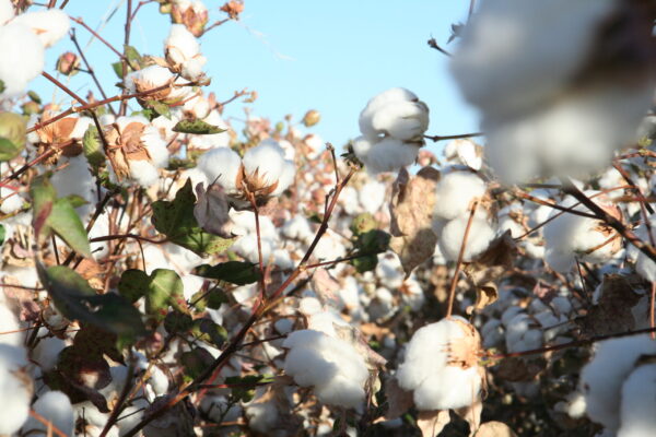 Cotton is Still King in Arizona