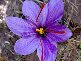 Saffron, the Gold Standard of Spices