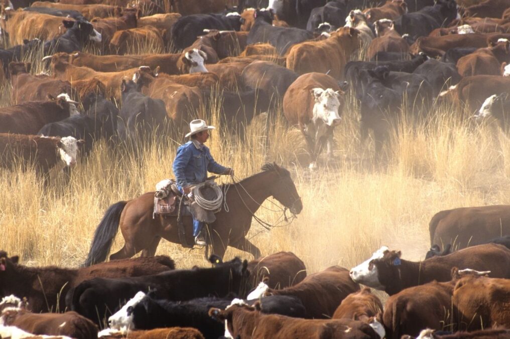 Arizona Beef Packs a Powerful Protein Punch