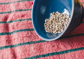 Tiny But Mighty Sunflower Seeds!