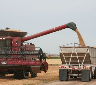 Facts on Wheat