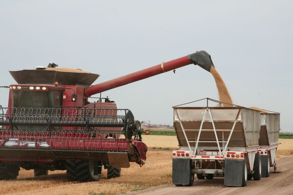 Facts on Wheat
