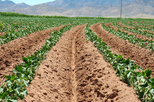 Facts on Soil