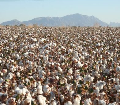 Facts on Cotton