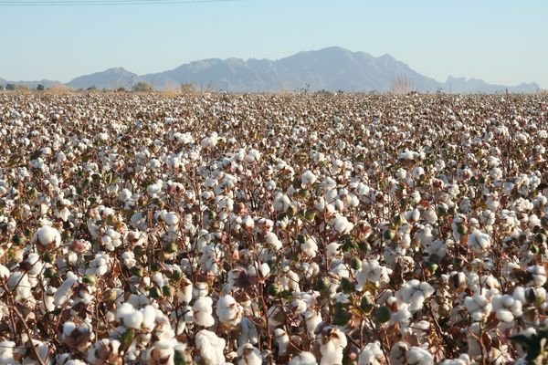 Facts on Cotton
