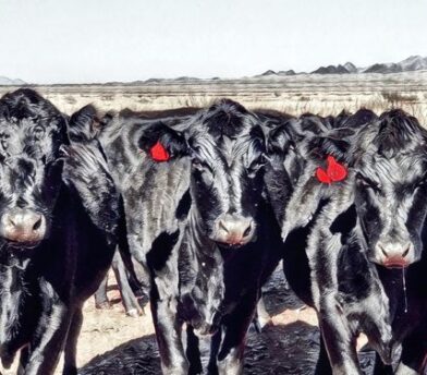 Facts on Beef