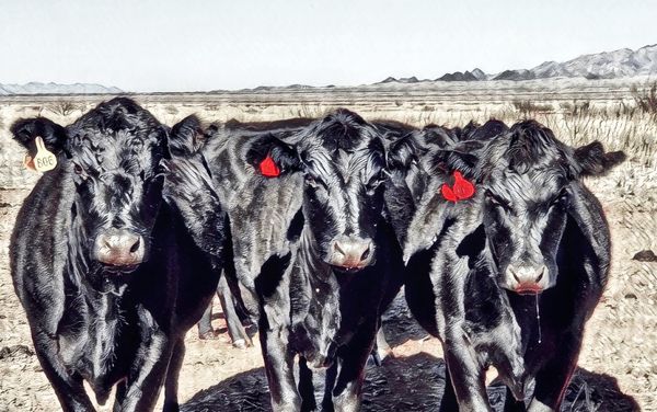 Facts on Beef