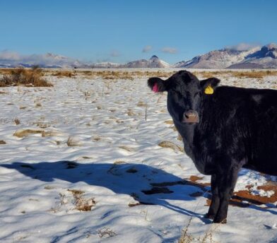 Facts on Ranchers