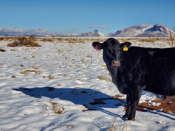 Facts on Ranchers