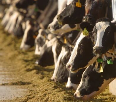 Facts on Dairy