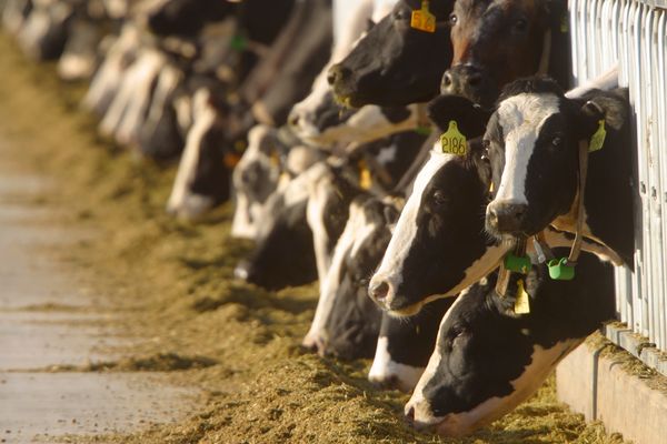 Facts on Dairy