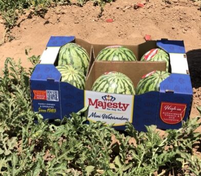 Facts on Melons and Sweet Corn
