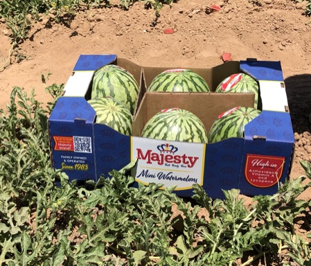 Facts on Melons and Sweet Corn
