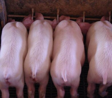 Facts on Pork