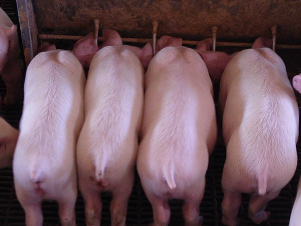 Facts on Pork