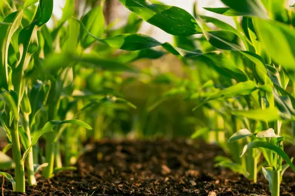 Arizona’s Sweet Corn is the Best!